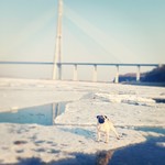    .  ,      pug  prokhor  prokhorpug  sea  russianisland